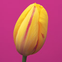 PetraGloria's Avatar