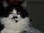 rennie's Avatar