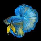 Orahalo2021's Avatar
