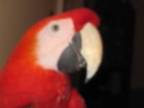 morangatango's Avatar